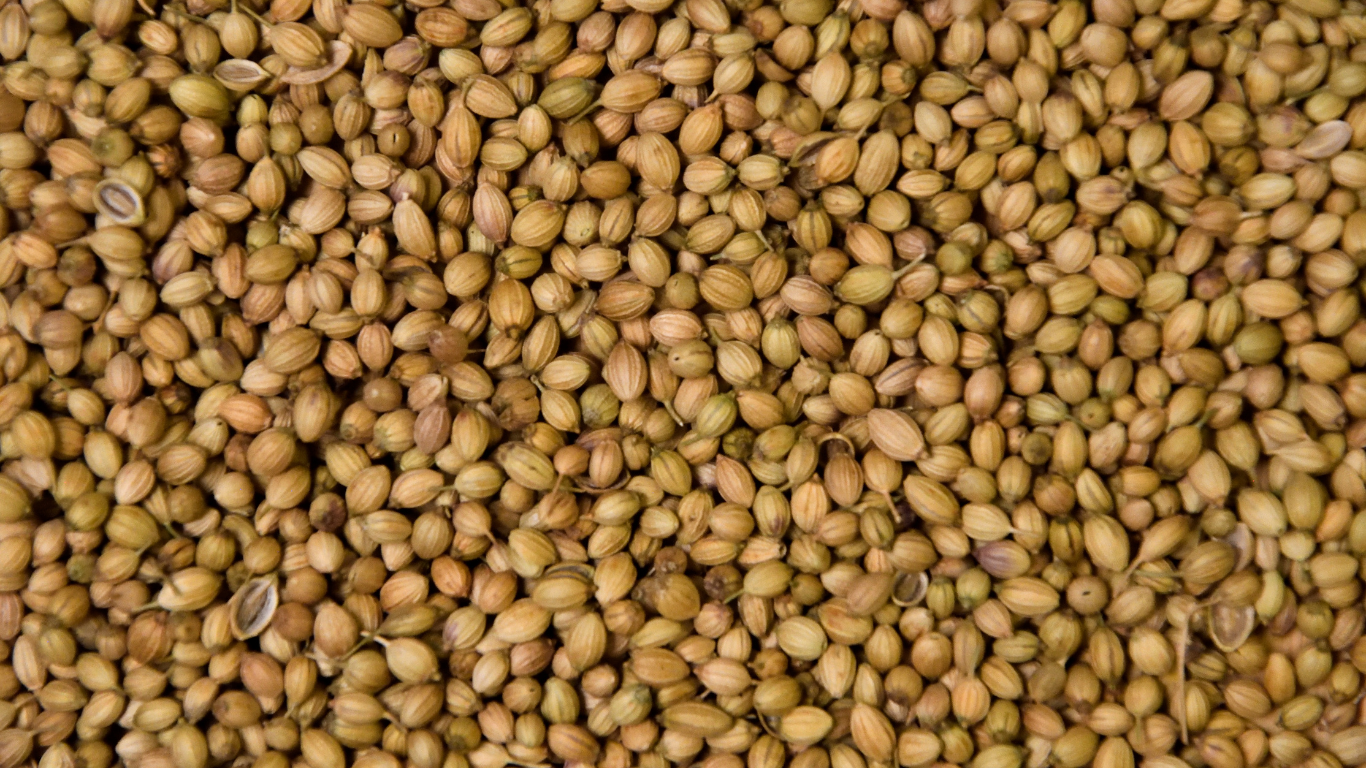 Coriander Seeds Exporter From India