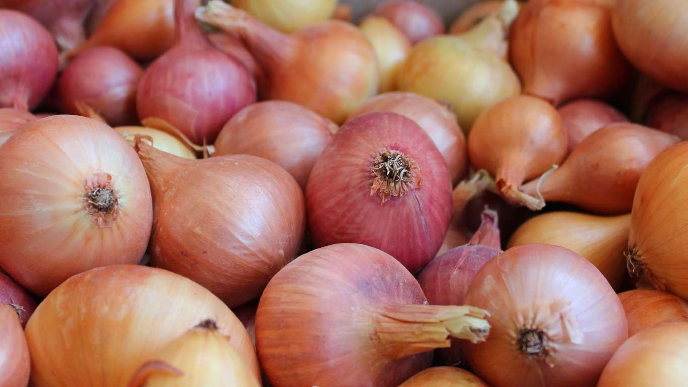 Fresh Onion Exporter From India