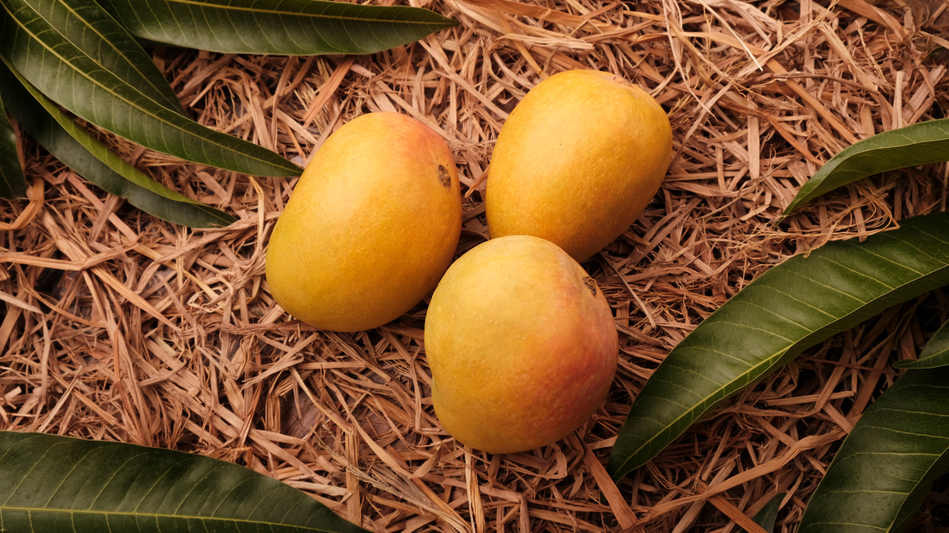 Alphonso Mango Exporter From India
