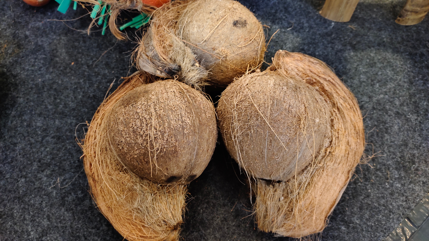Semi Husked Coconut Exporter From India