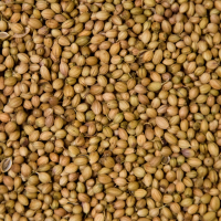 Coriander Seeds